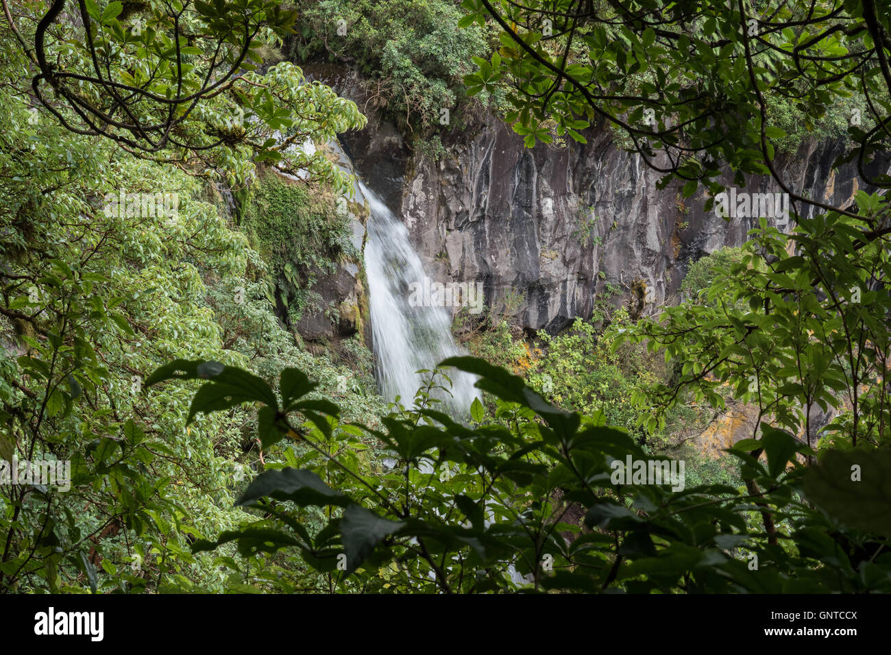 Dawson Falls Wasserfall, Taranaki, Nordinsel, Neuseeland. Stockfoto