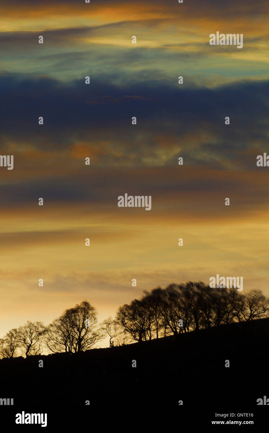 Bunte Tagesanbruch über einer Reihe von Bäumen in der Silhouette gegen den Himmel Stockfoto