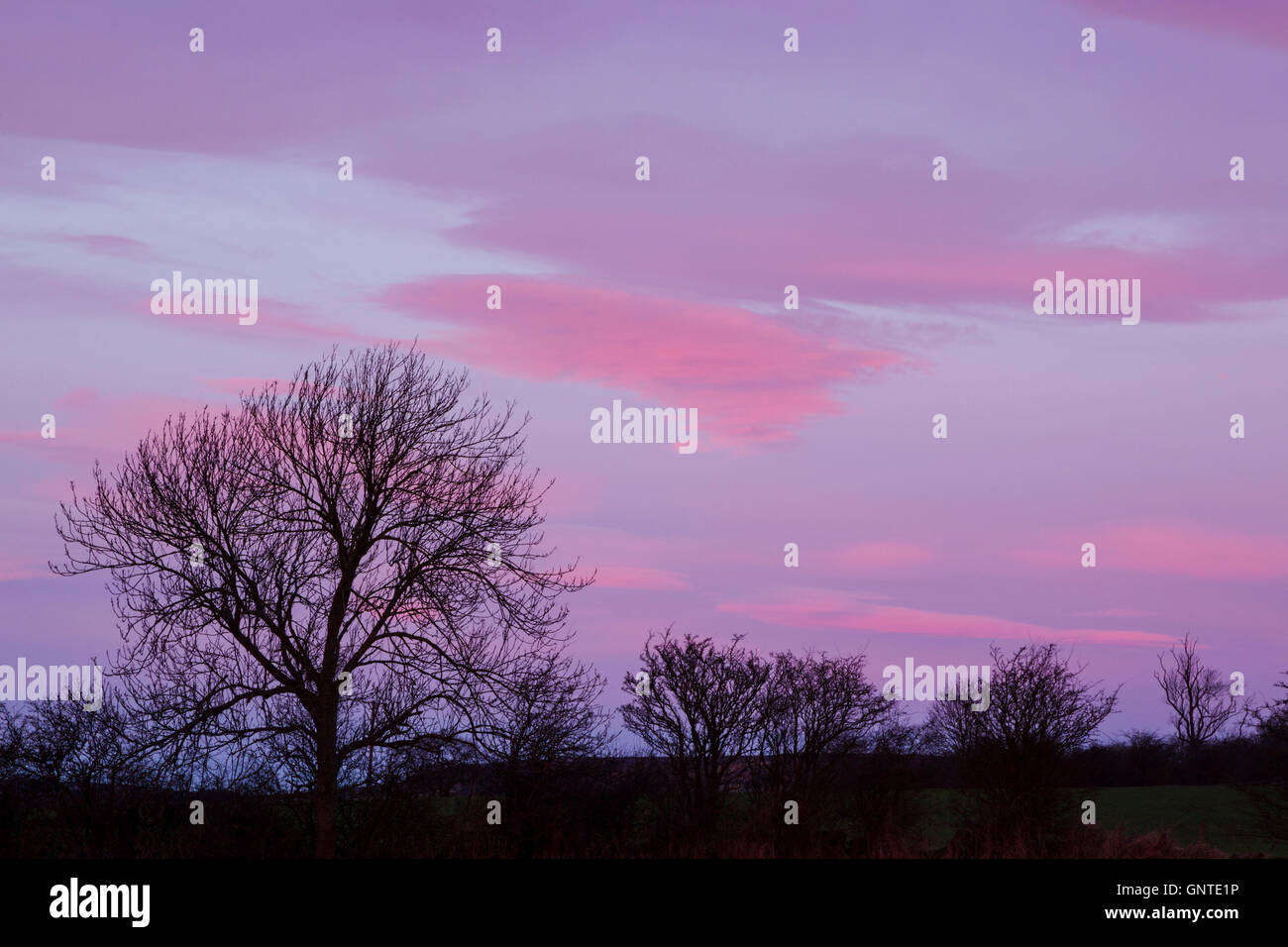 Eine Reihe von Bäumen in der Silhouette unter einem bunten blau und rosa Himmel bei Tagesanbruch Stockfoto