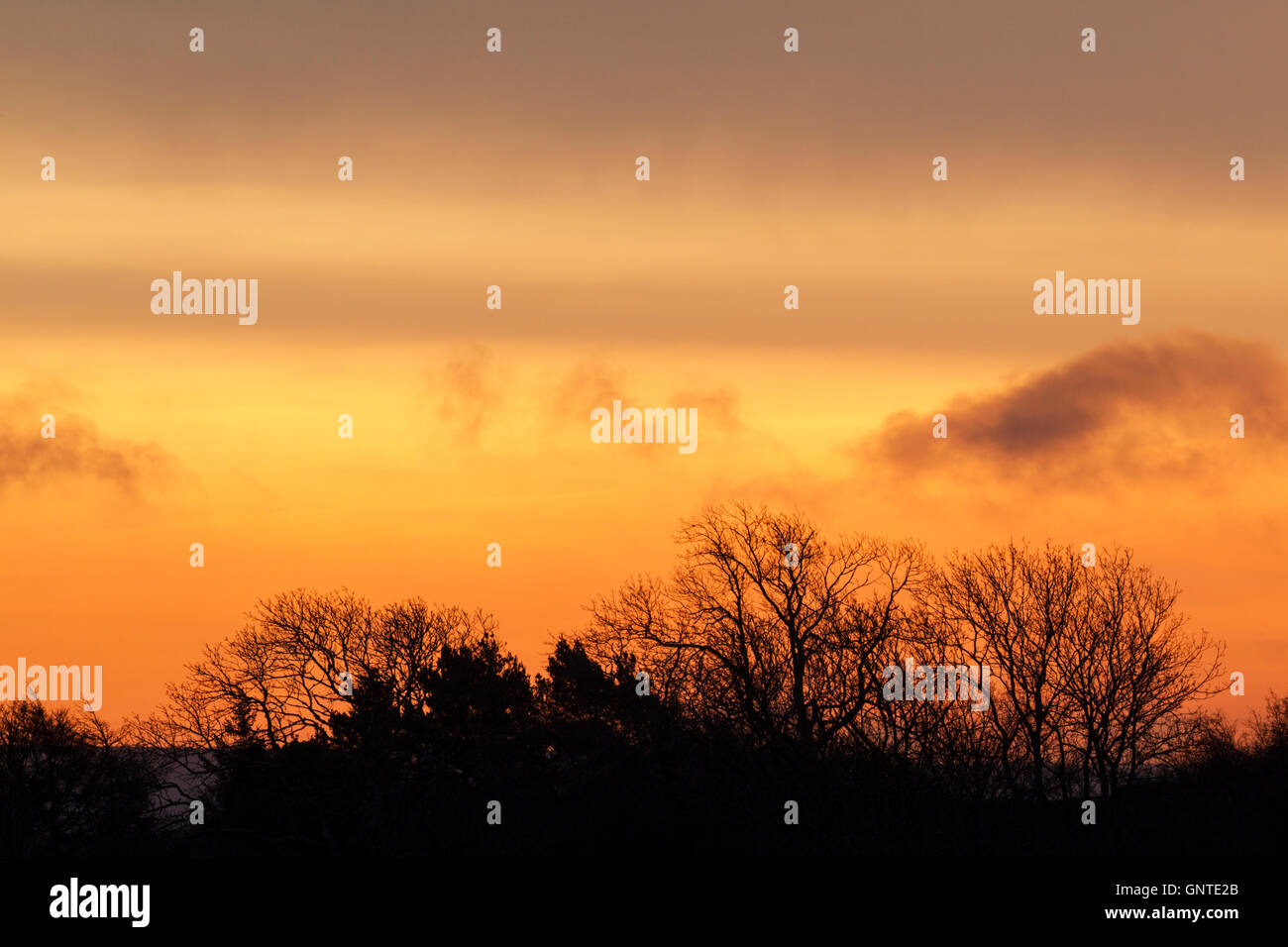 Eine Reihe von Bäumen in der Silhouette eine bunte orange Sternenhimmel bei Tagesanbruch Stockfoto