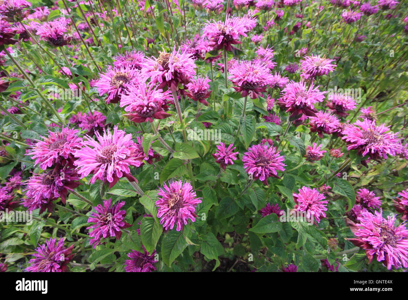 Monarda fistulosa. Bergamotte Blumen im Staudenbeet eines traditionellen Englischen Garten - August, Großbritannien Stockfoto