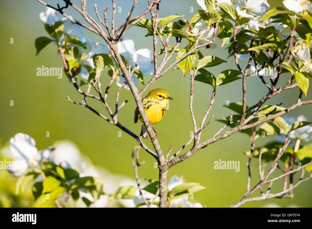 Prairie Warbler ruht auf einem blühenden Baum mit weißen Blüten blühen Stockfoto