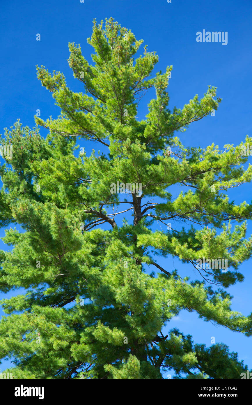 Weymouths-Kiefer, Quinsigamond State Park, Worcester, Massachusetts Stockfoto Weymouths-Kiefer, Quinsigamond State Park, Worcester, Massachusetts Stockfoto