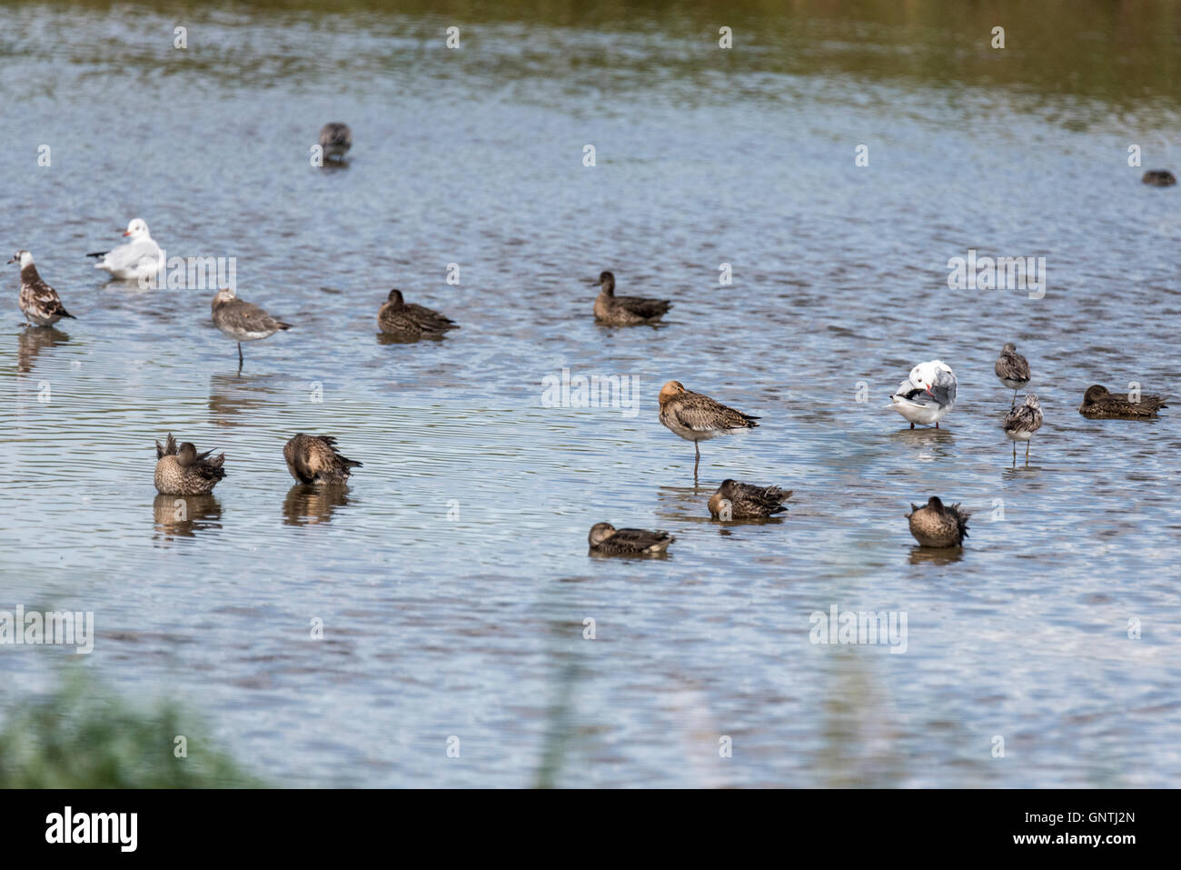 Aufnahme eines gemischten Vogels Herde mit Schwerpunkt auf eine schlafende Uferschnepfe Stockfoto