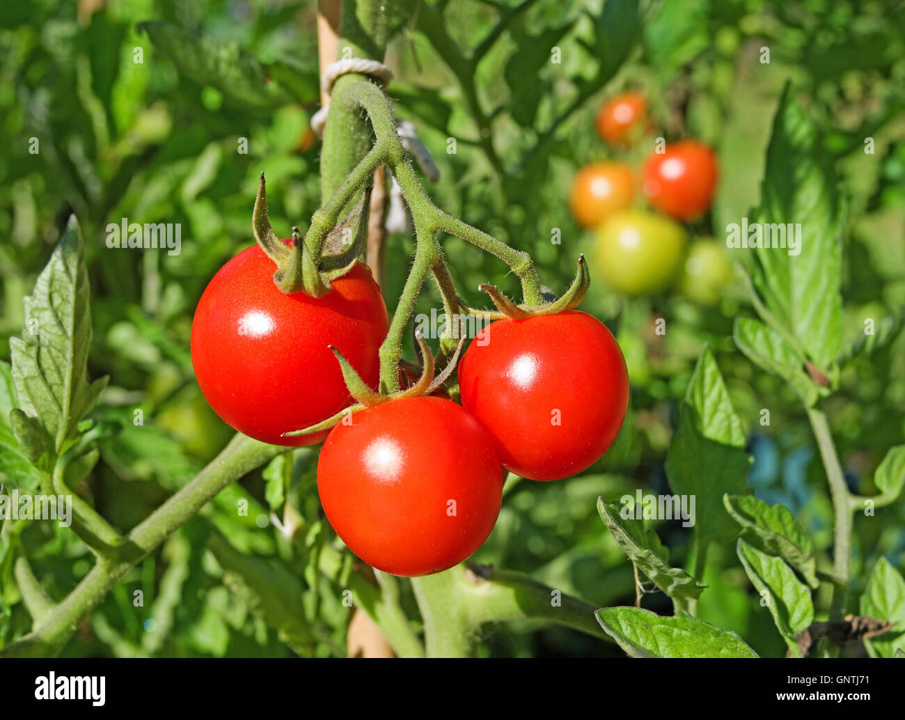 Nahaufnahme von Truss helle rote Outdoor-Tomaten Reifen an den Rebstöcken im Sonnenschein im Sommer im heimischen Garten, Cumbria, England Stockfoto