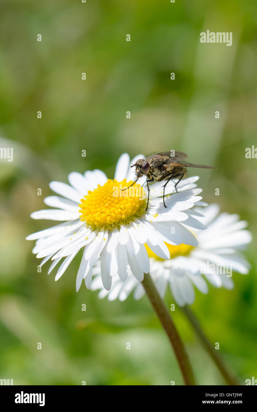 Eine Fliege Essen Pollen auf eine Daisy Blume Stockfoto