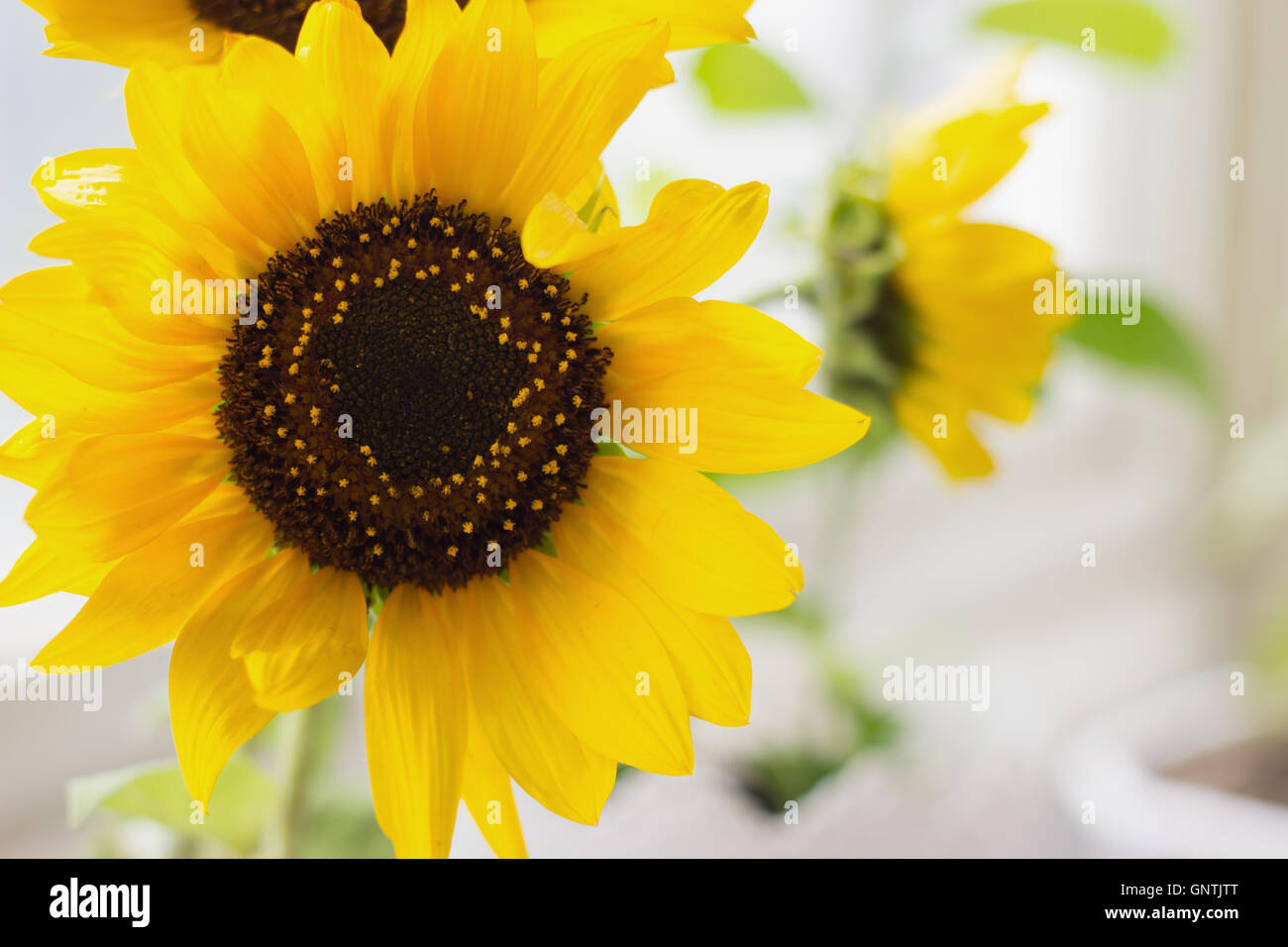 Sonnenblumen in Vase, auf das Fenster Stockfoto