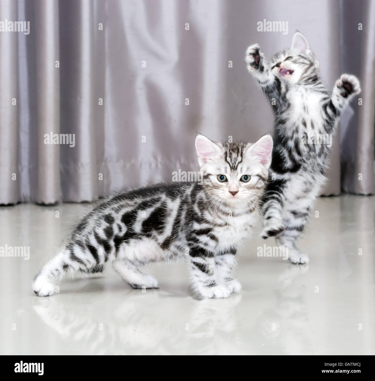 Süße American Kurzhaar Katze Kätzchen Stockfoto