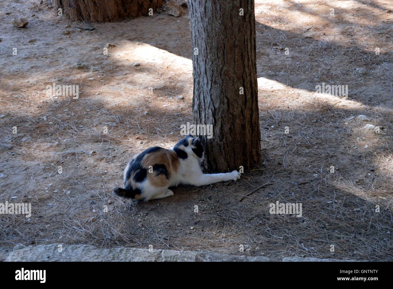 Katze spielen bei einem Baum unter der Sonne von der Insel Kreta. Stockfoto
