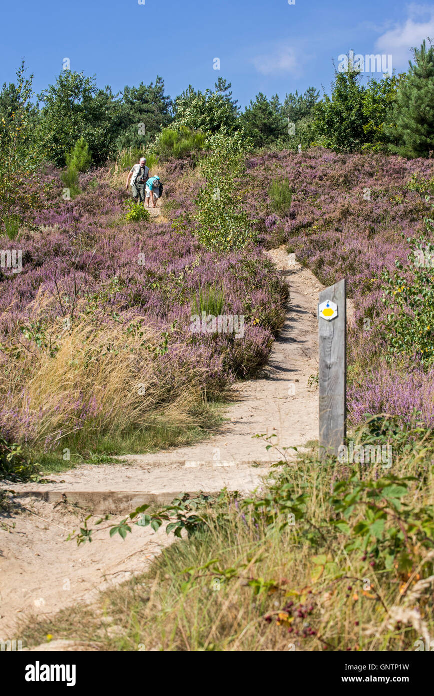 Wanderer zu Fuß entlang der Pfad in der Mechelse Heide, Heide im Hoge Kempen Nationalpark, Limburg, Belgien Stockfoto