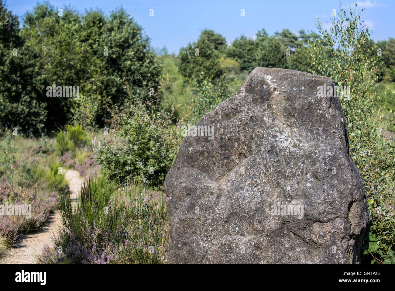 Menhir auf der Mechelse Heide, Heide im Hoge Kempen Nationalpark, Limburg, Belgien Stockfoto