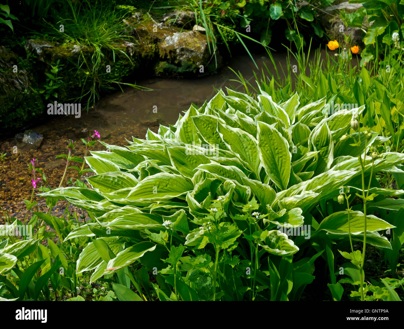 Blätter der Hosta Pflanze Agavoideae eine mehrjährige krautige Pflanze ursprünglich aus Nord-Ost-Asien als Schatten-toleranter Pflanzen kultiviert Stockfoto