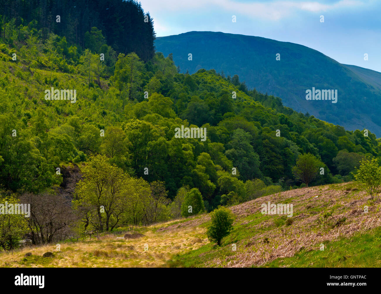Blick über Gilfach Farm Nature Reserve in der Nähe von Rhayader Powys Wales UK eine Fläche von offenen Moorlandschaften, blumenreiche Wiesen und Eichenholz Stockfoto