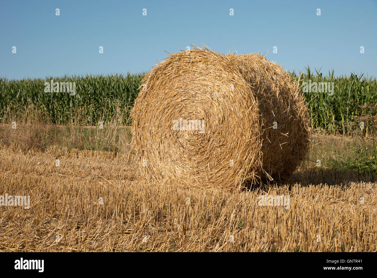 Normandie Frankreich - eine Runde Strohballen auf einem Feld am Alencon Frankreich Stockfoto