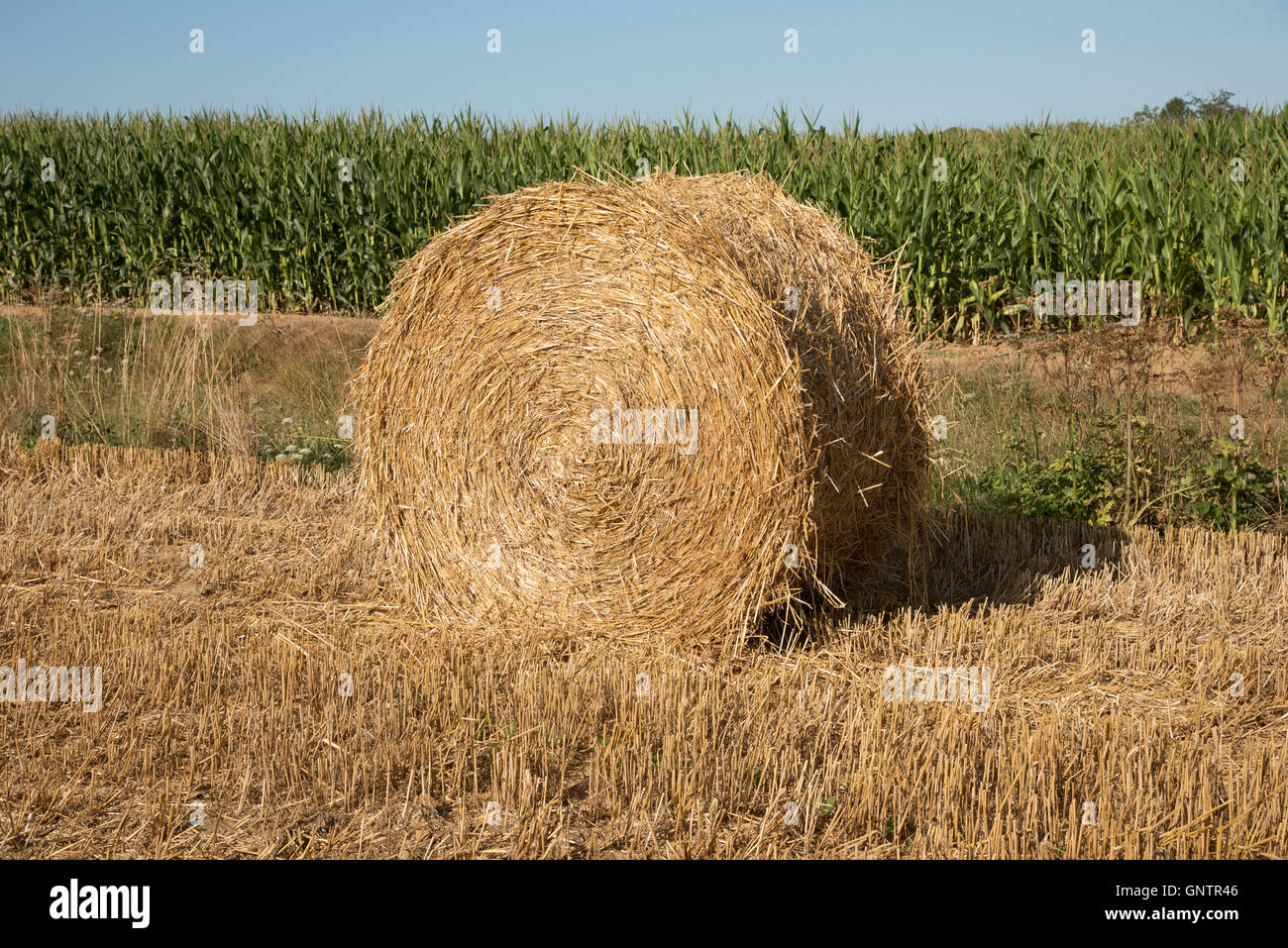 Normandie Frankreich - eine Runde Strohballen auf einem Feld am Alencon Frankreich Stockfoto