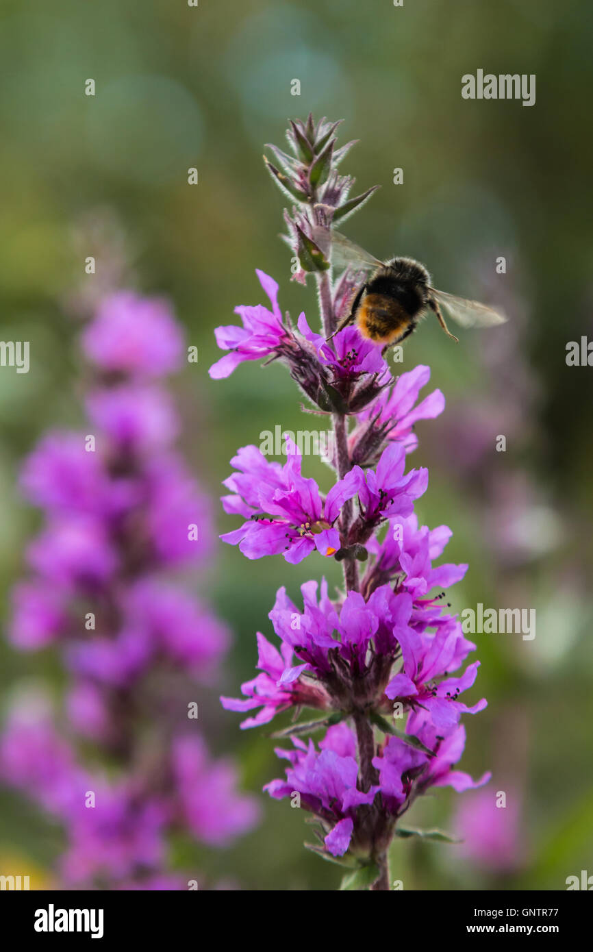 Pflanzen, Insekten und Blumen Stockfoto