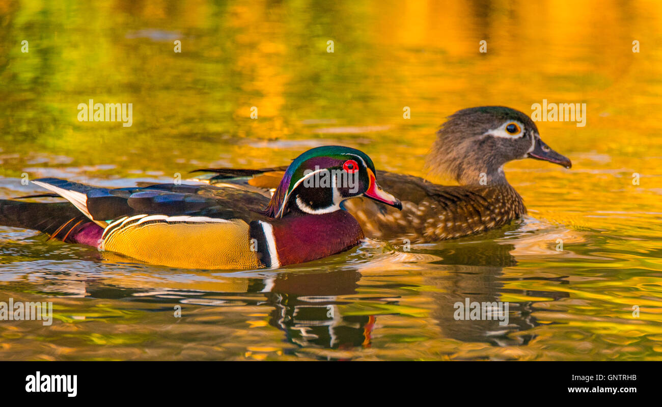 Männliche und weibliche Holz Enten schwimmen in einem Naturteich. Idaho, USA Stockfoto