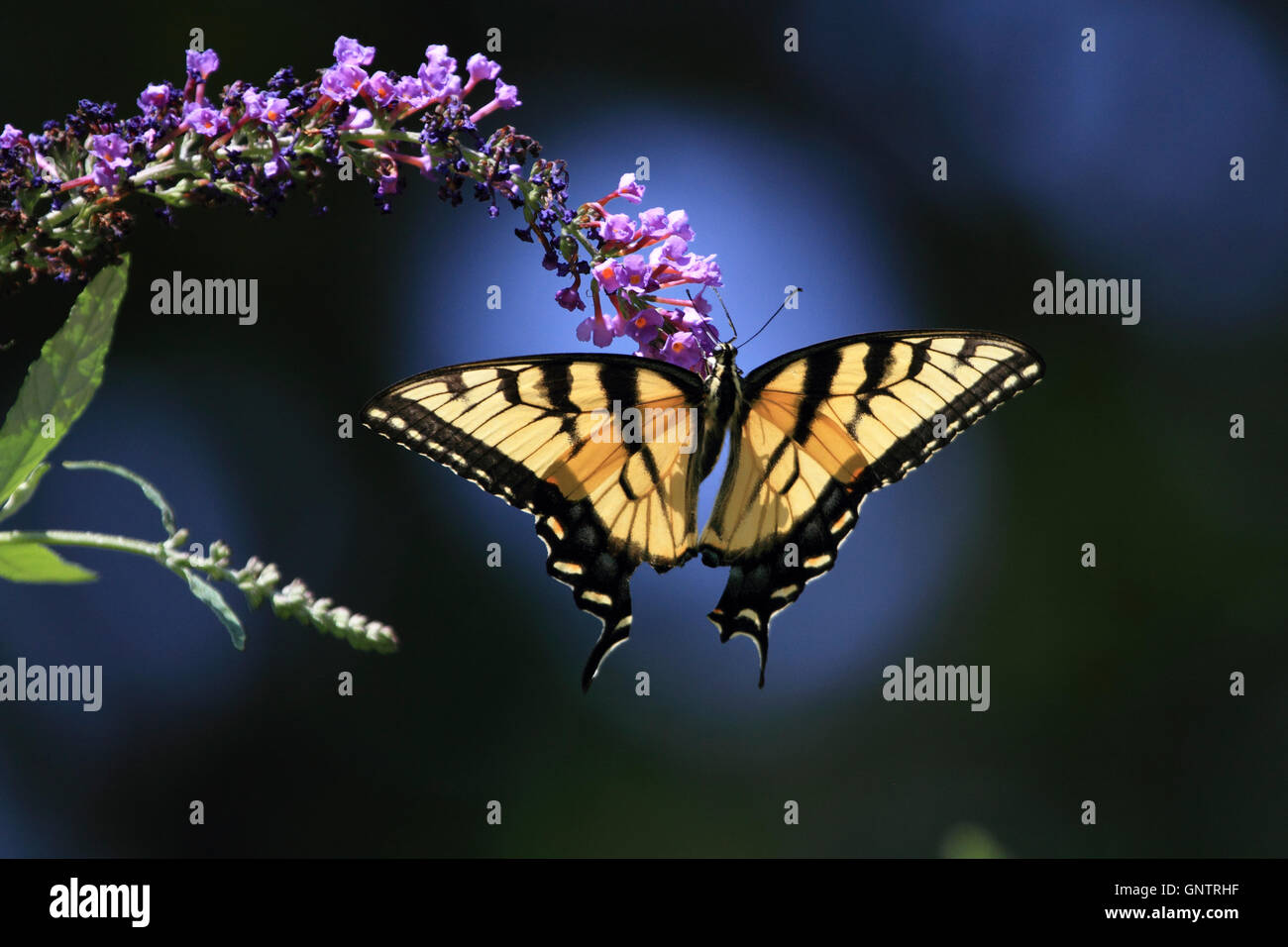 Östliche Tiger Schwalbenschwanz Schmetterling Papilio Glaucus, Fütterung auf einen Schmetterlingsstrauch. Verona, New Jersey, USA Stockfoto