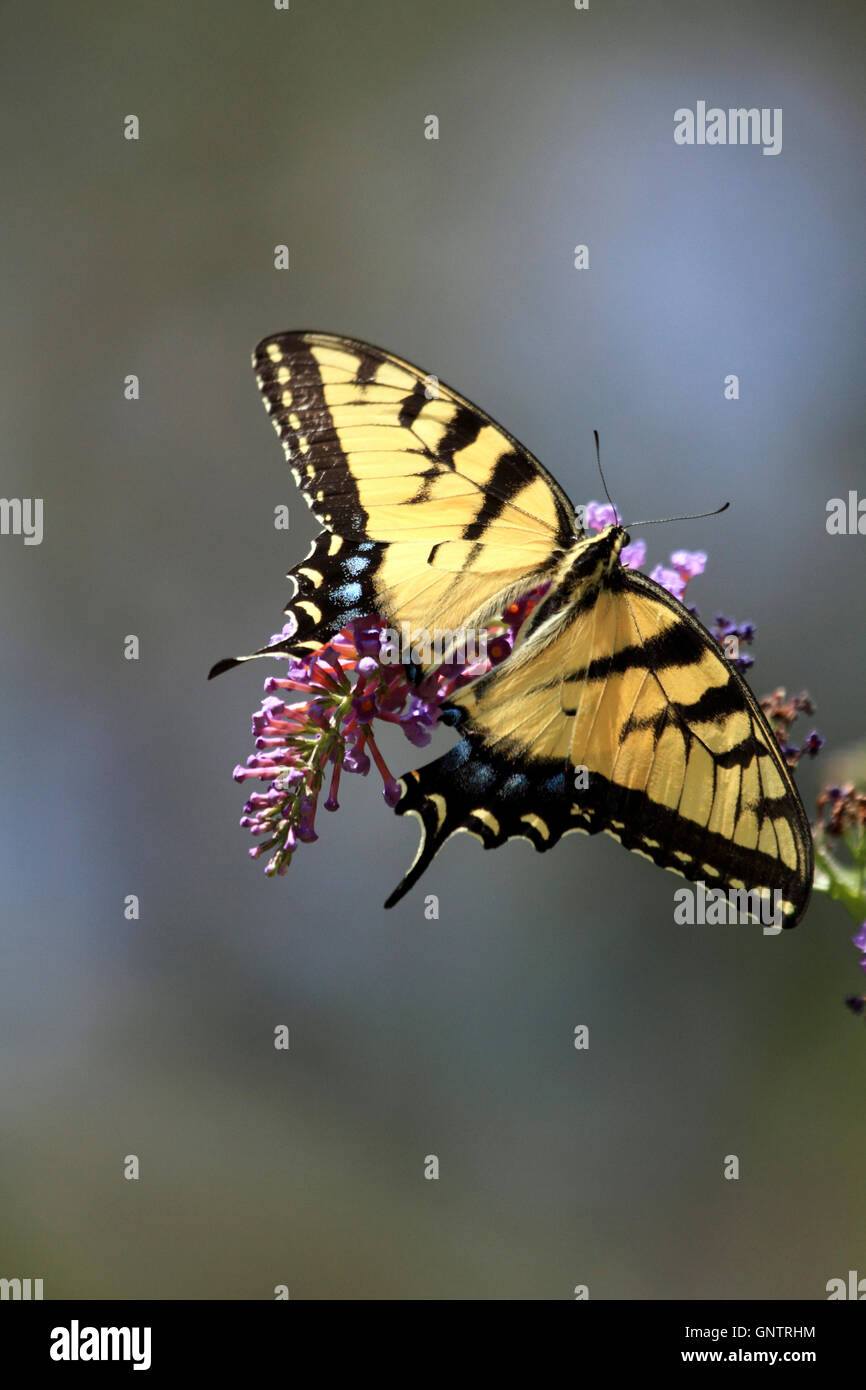 Östliche Tiger Schwalbenschwanz Schmetterling Papilio Glaucus, Fütterung auf einen Schmetterlingsstrauch. Verona, New Jersey, USA Stockfoto