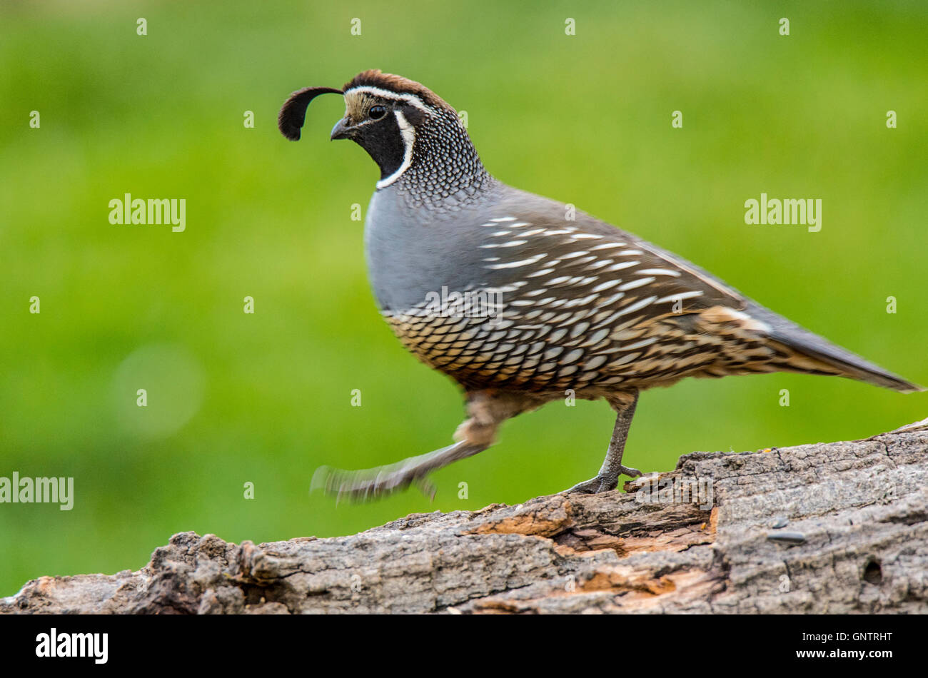 Kalifornien Wachteln zu Fuß auf einem Baum Stump, Idaho, USA Stockfoto