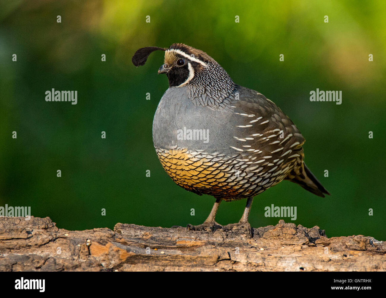 Nahaufnahme von Kalifornien Wachteln thront auf einem Baumstumpf, Idaho, USA Stockfoto