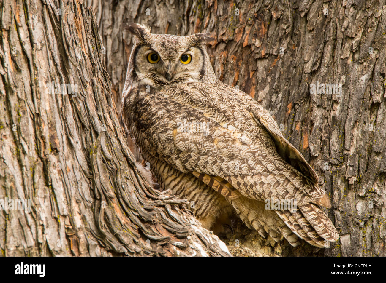 Große gehörnte Eule thront in einem Baum-Hohlraum, Idaho, USA Stockfoto