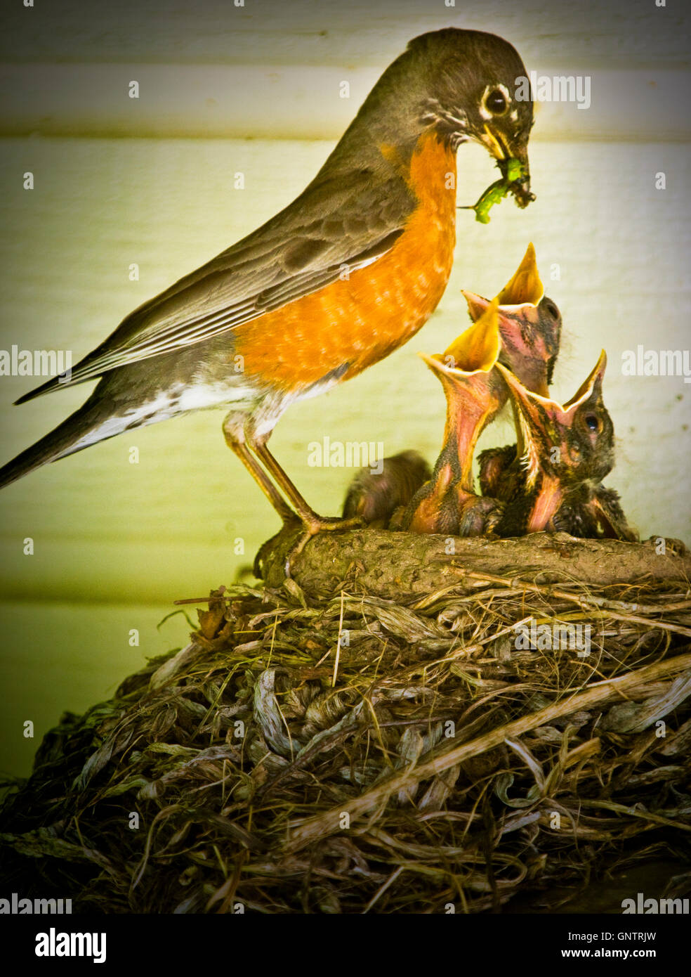 Robin Bird Fütterung neugeborene Küken im Nest. USA Stockfoto