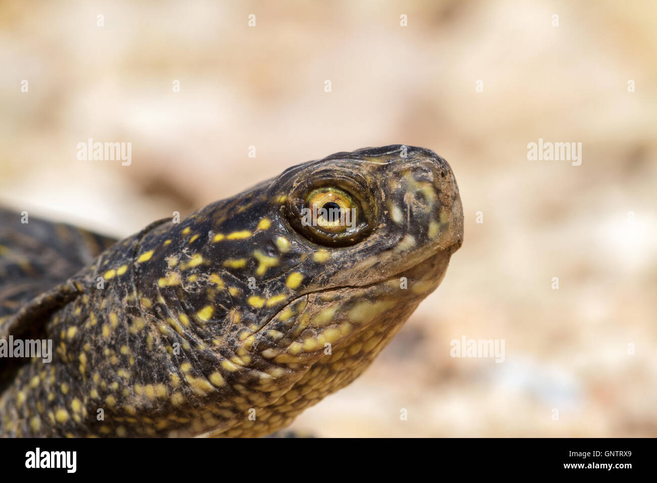 Schildkröte Kopf closeup Stockfoto
