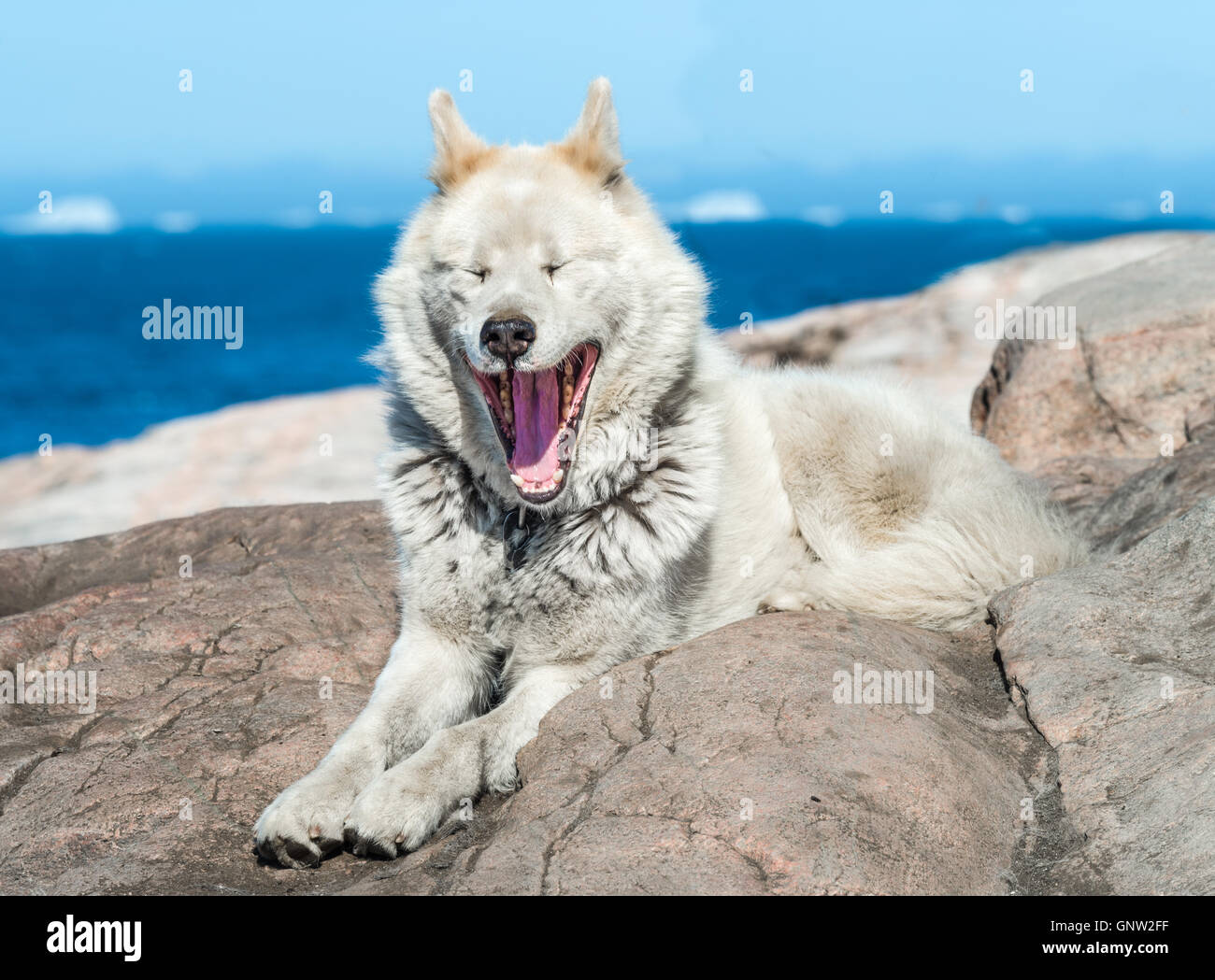 Ein Grönländisch Hund im aggressiven Haltung, Sisimiut, Grönland. Diese Rassen sind ganz anders als die Huskies begegne ich habe Stockfoto