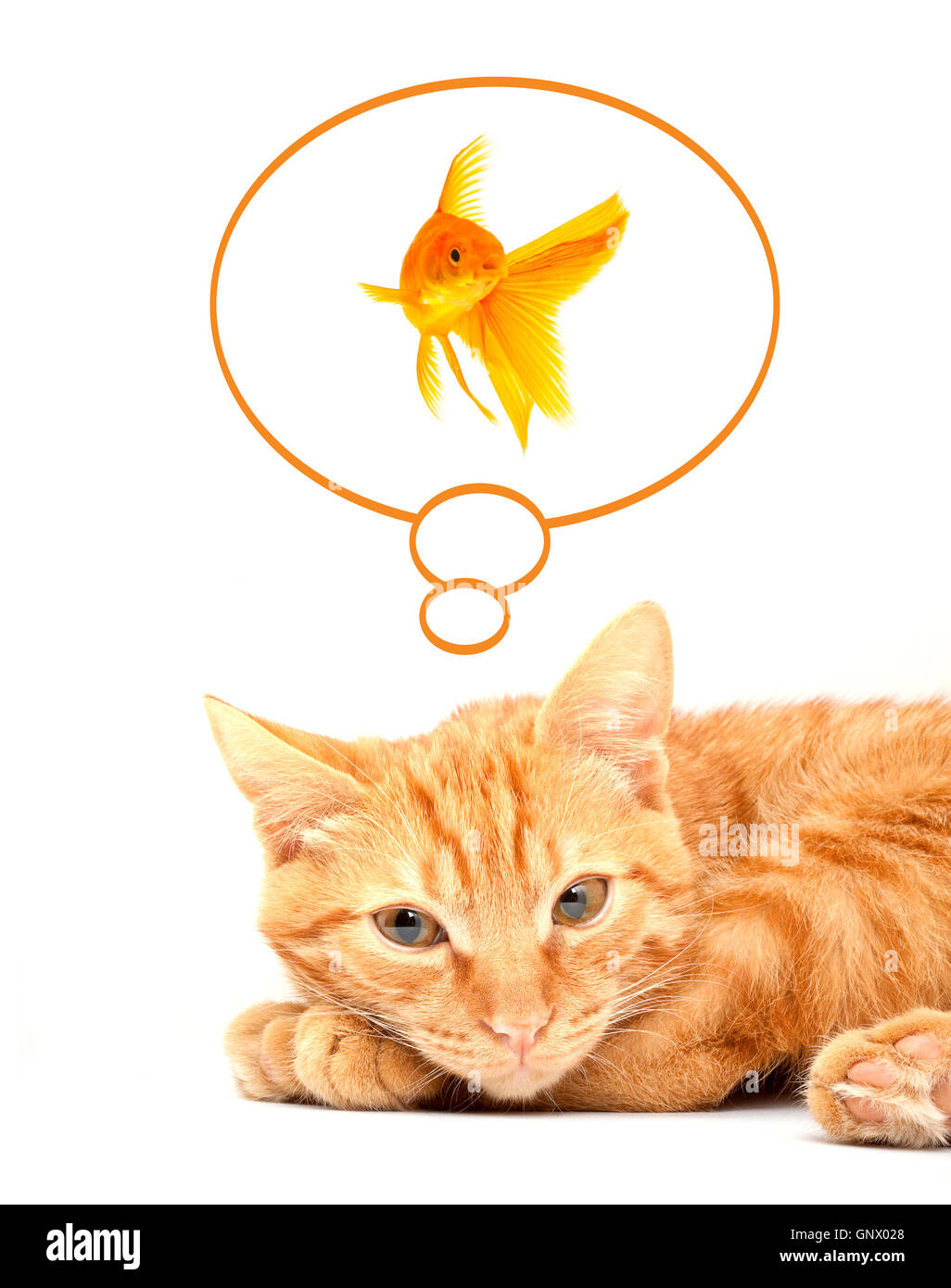 Katze spielt mit Goldfischen isoliert auf weißem Hintergrund Stockfoto