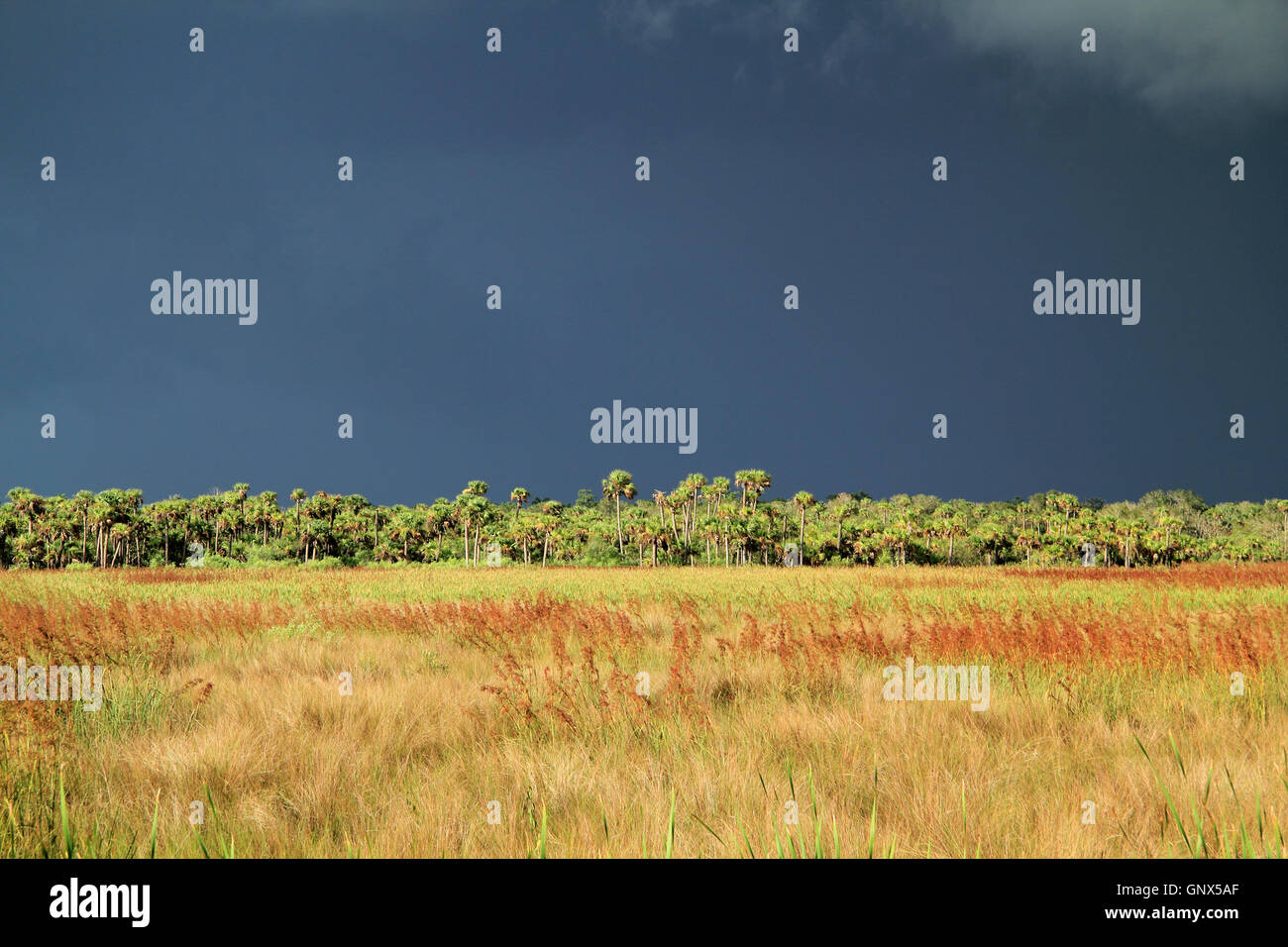 Sommergewitter über Big Cypress in den Florida Everglades Stockfoto