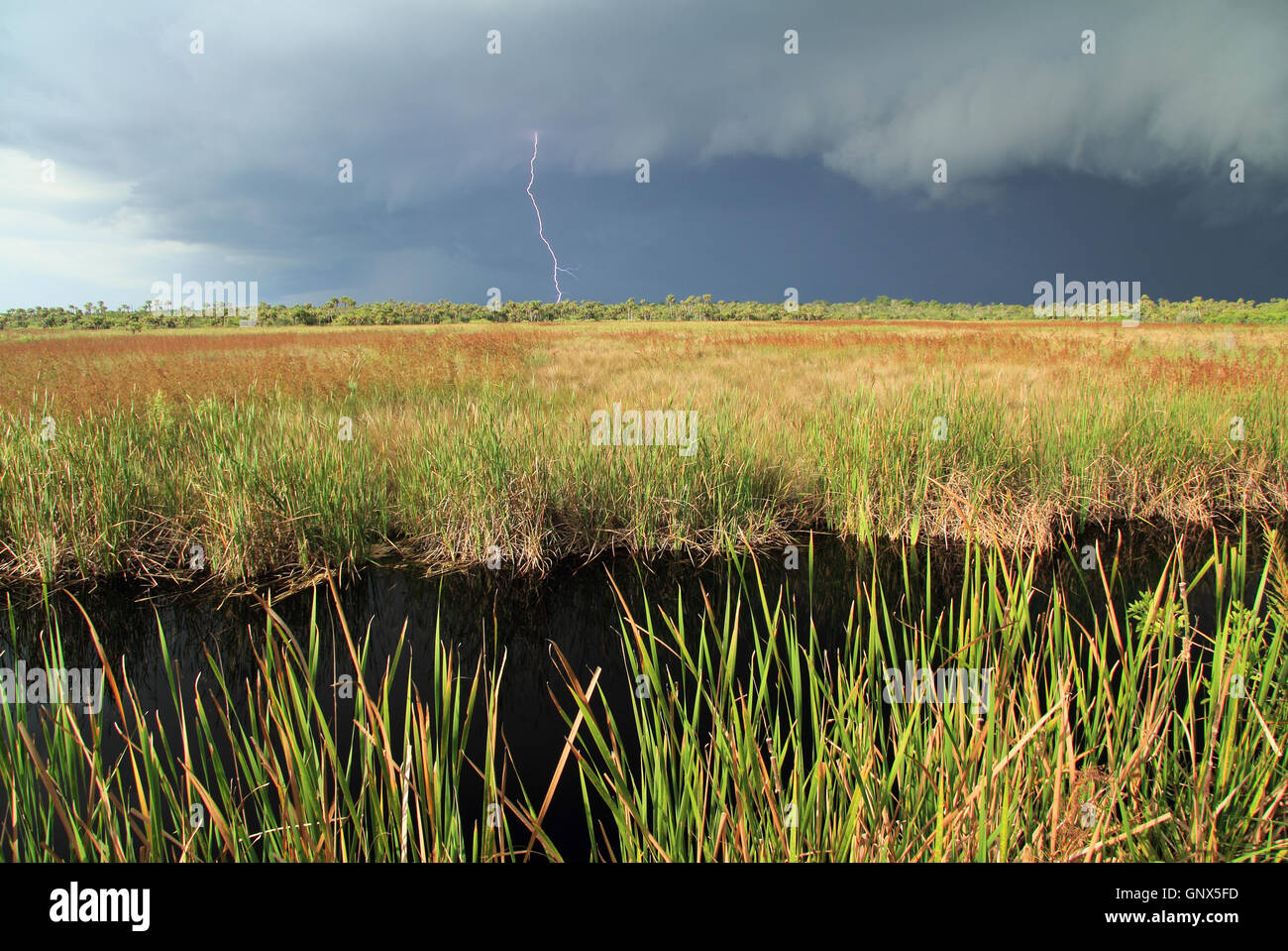 Sommergewitter über Big Cypress in den Florida Everglades Stockfoto