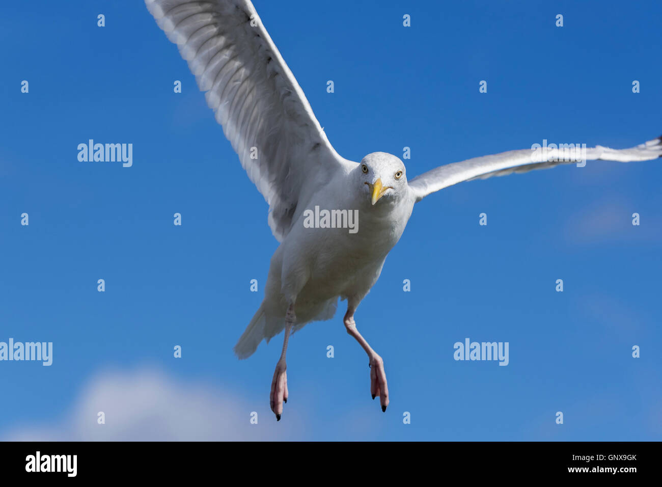 Fliegende Möwe. Im Flug Stockfoto