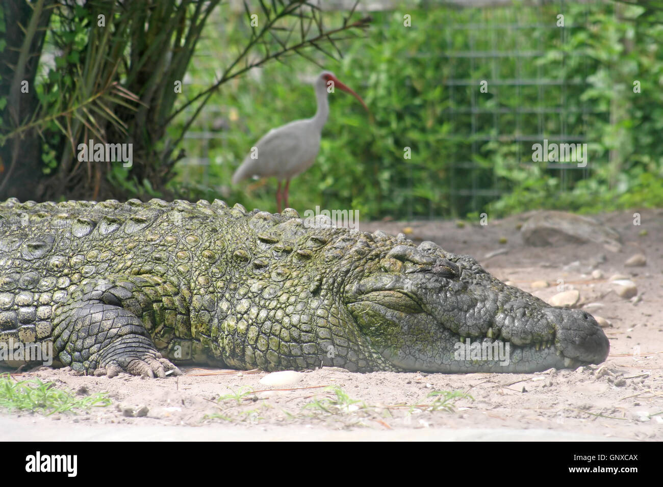 Eine Nahaufnahme von einem Alligator und einem Vogel. Stockfoto