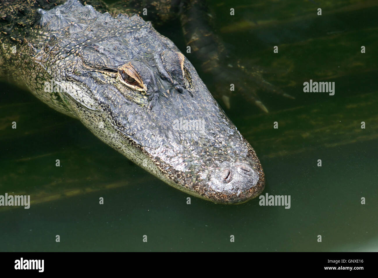 Eine Nahaufnahme von einem Alligator im Wasser. Stockfoto