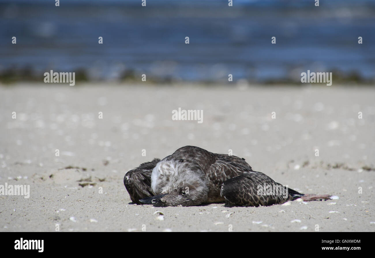 Ein toter Sulid liegt auf den Vogelschutz Insel Scharhoern, Deutschland, 1. September 2016. Foto: Carmen Jaspersen/dpa Stockfoto