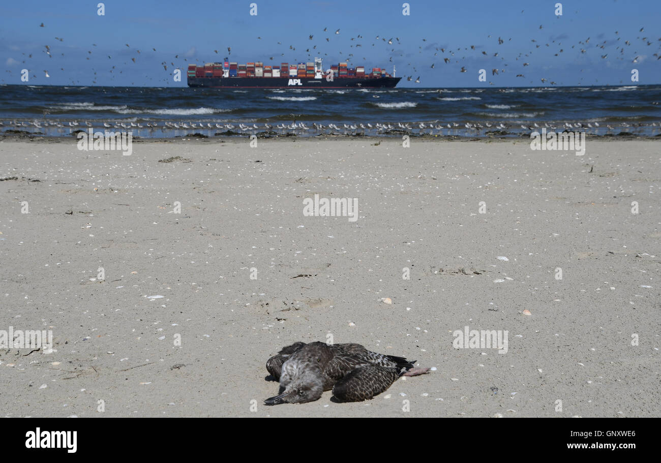 Ein toter Sulid liegt auf den Vogelschutz Insel Scharhoern, Deutschland, 1. September 2016. Ein Containerschiff fährt vorbei in den Hintergrund. Foto: Carmen Jaspersen/dpa Stockfoto