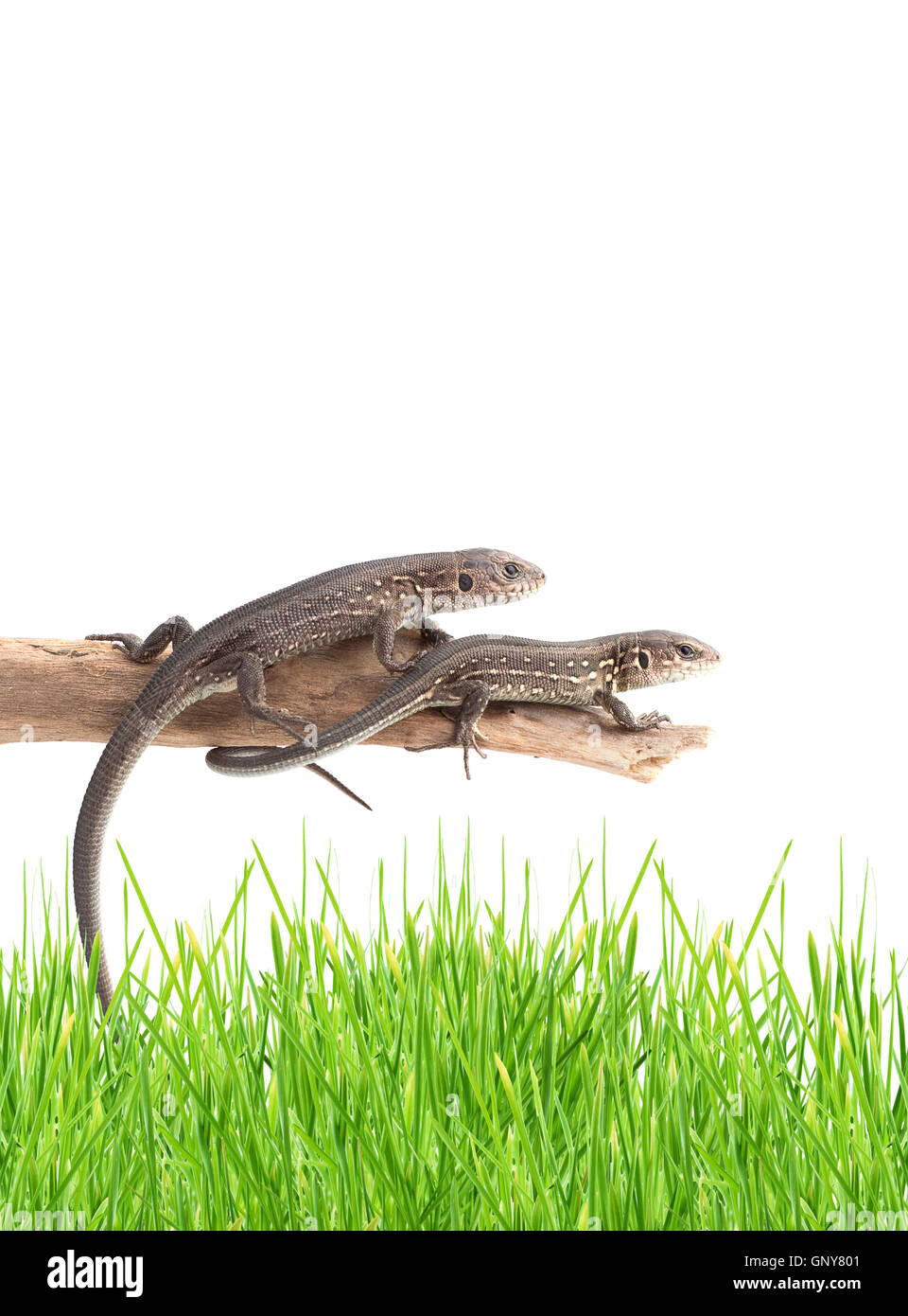 Eidechsen auf einem Baum Stockfoto