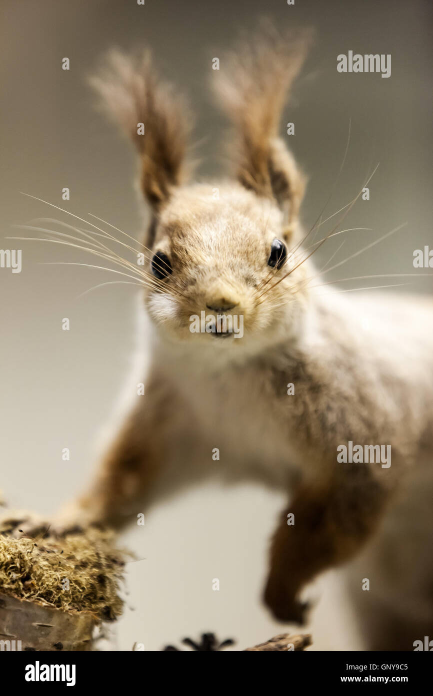 Eichhörnchen-Tier Stockfoto