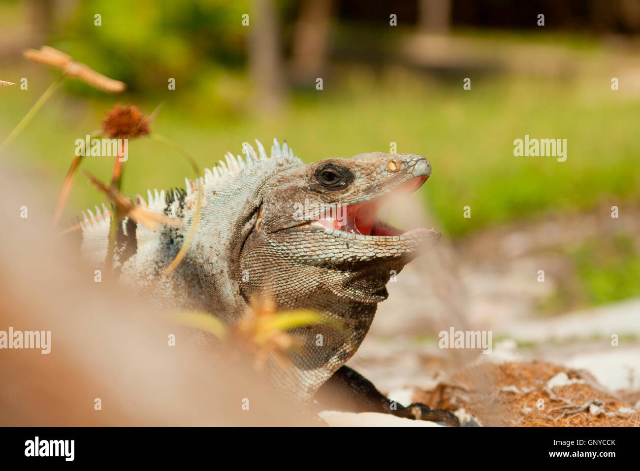 Leguan posiert für Fotos in Mexiko. Stockfoto