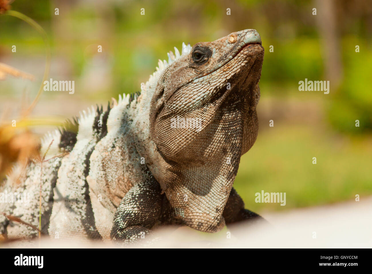 Leguan posiert für Fotos in Mexiko. Stockfoto