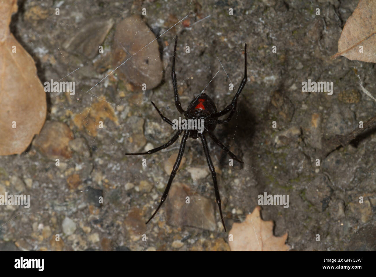 Black Widow Spider im Web ein. Kalifornien. USA Stockfoto