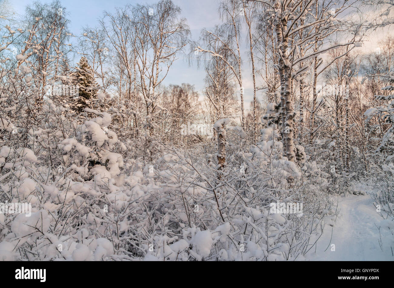 Verschneiten Wald im Abendlicht, Winterzeit Konzept Stockfoto