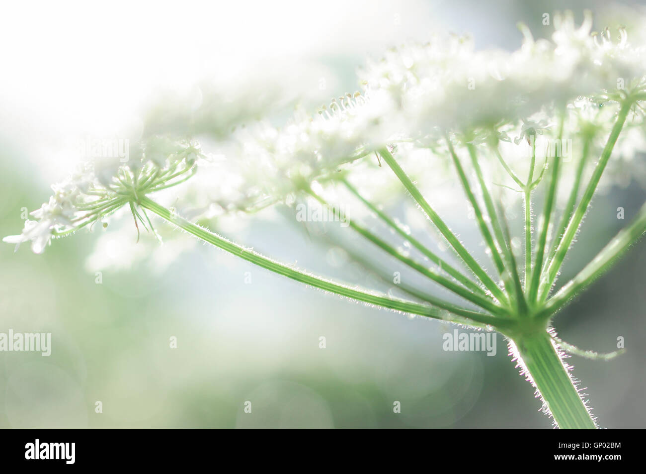 Gemeinsamen Bärenklau Blüte gesehen Nahaufnahme mit Sonnenlicht, geben eine leichte, hoch-Key-Effekts. Stockfoto