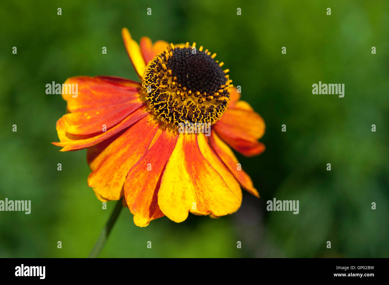 Nahaufnahme einer farbenprächtige orange und gelbe Helenium Blume. Stockfoto