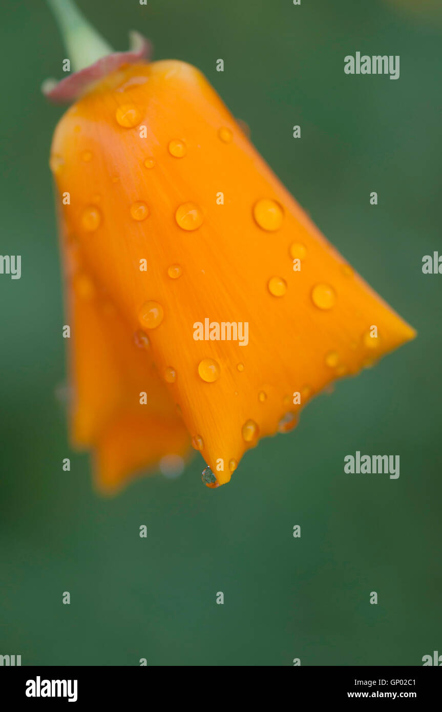 Eine kalifornische Mohn Blume (Escholtzia) mit orangefarbenen Blütenblätter in feinen Wassertropfen bedeckt. Stockfoto