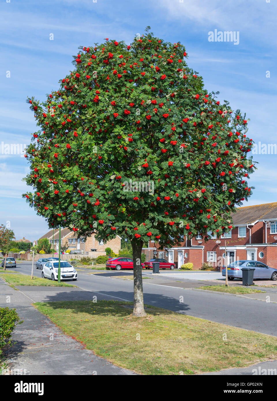 Mountain Ash Tree (Rowan Tree, Sorbus aucuparia) von der Seite der Straße in einem Wohngebiet in England, Großbritannien. Stockfoto