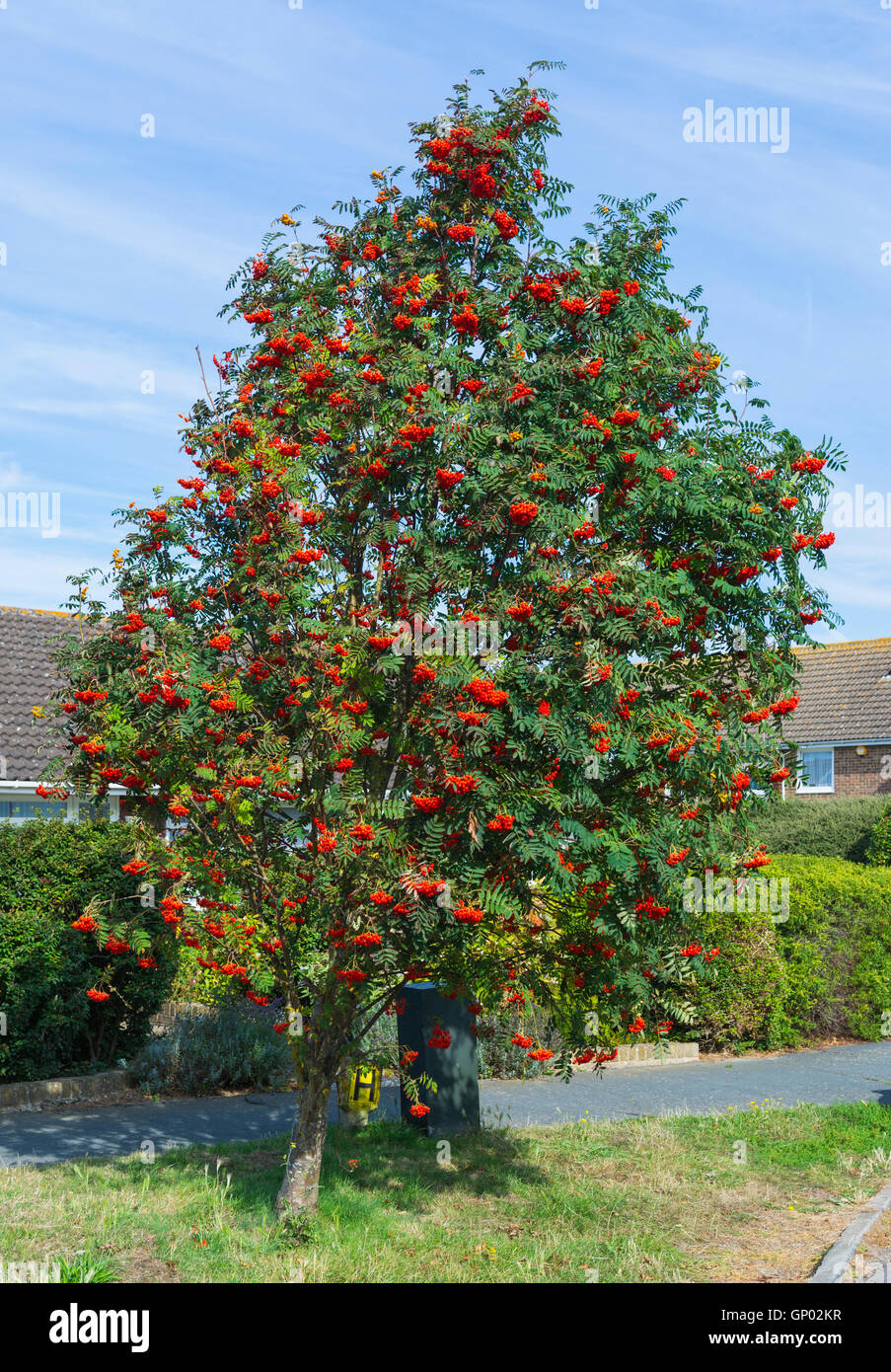 Eberesche (Sorbus aucuparia, Mountain Ash tree) von der Seite der Straße in einem Wohngebiet in England, Großbritannien. Stockfoto