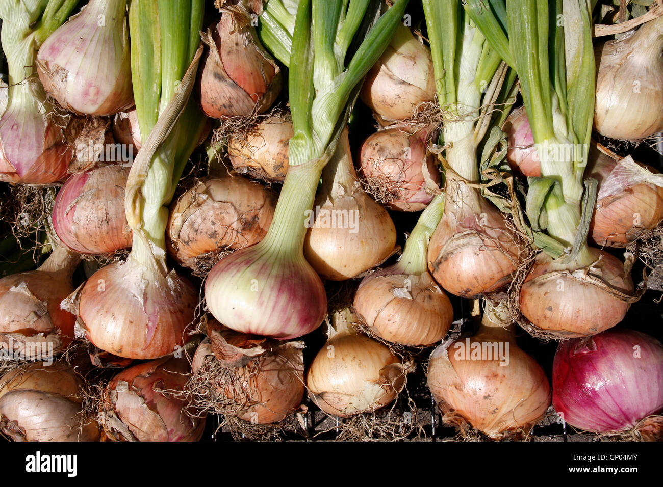 Zuteilung, Bio-Zwiebeln trocknen in der Sonne gewachsen Stockfoto