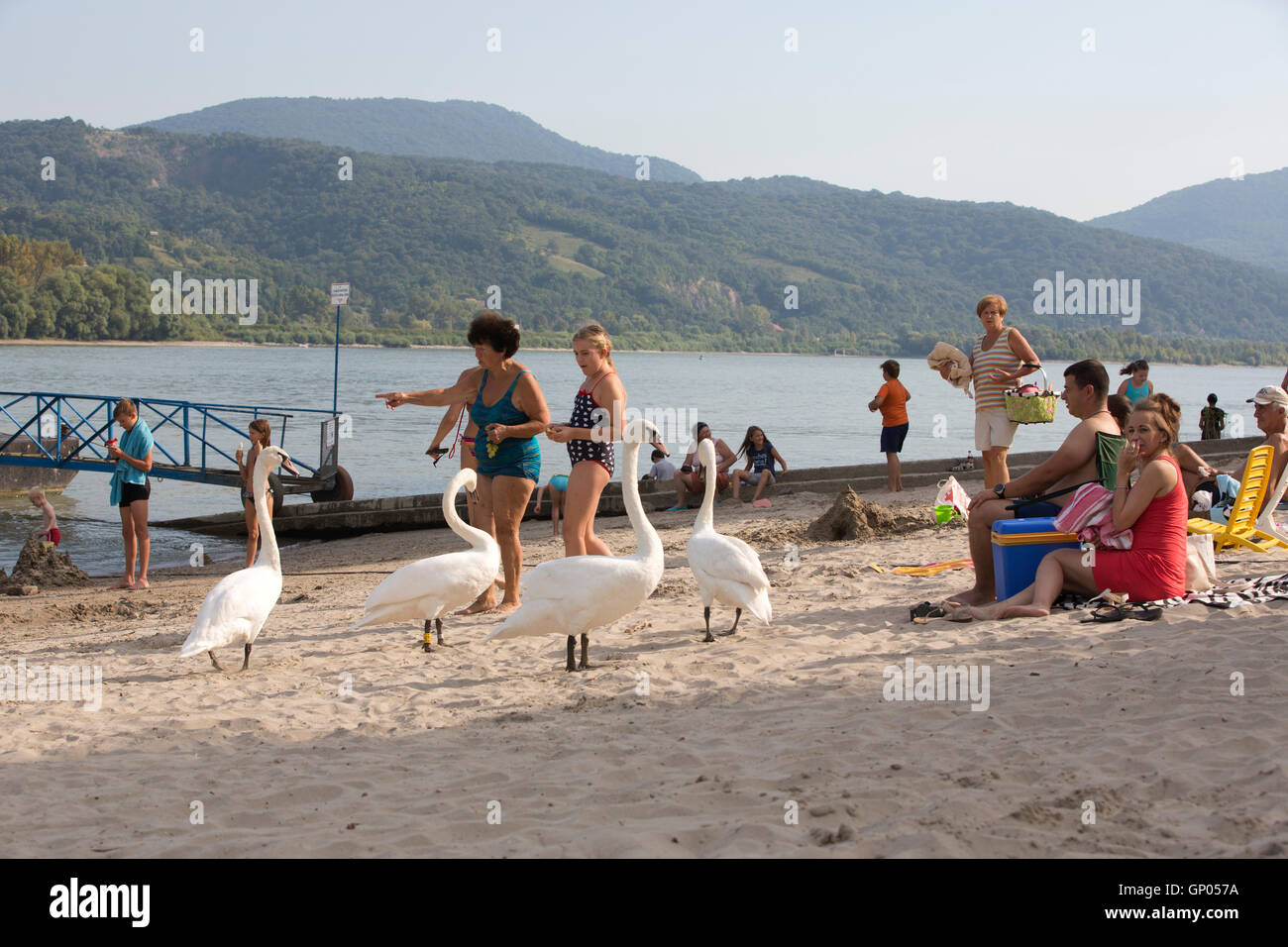 Nagymaros, Gruppe der Schwäne auf dem Flussstrand an der Donau, Komitat Pest, Ungarn, Europa Stockfoto